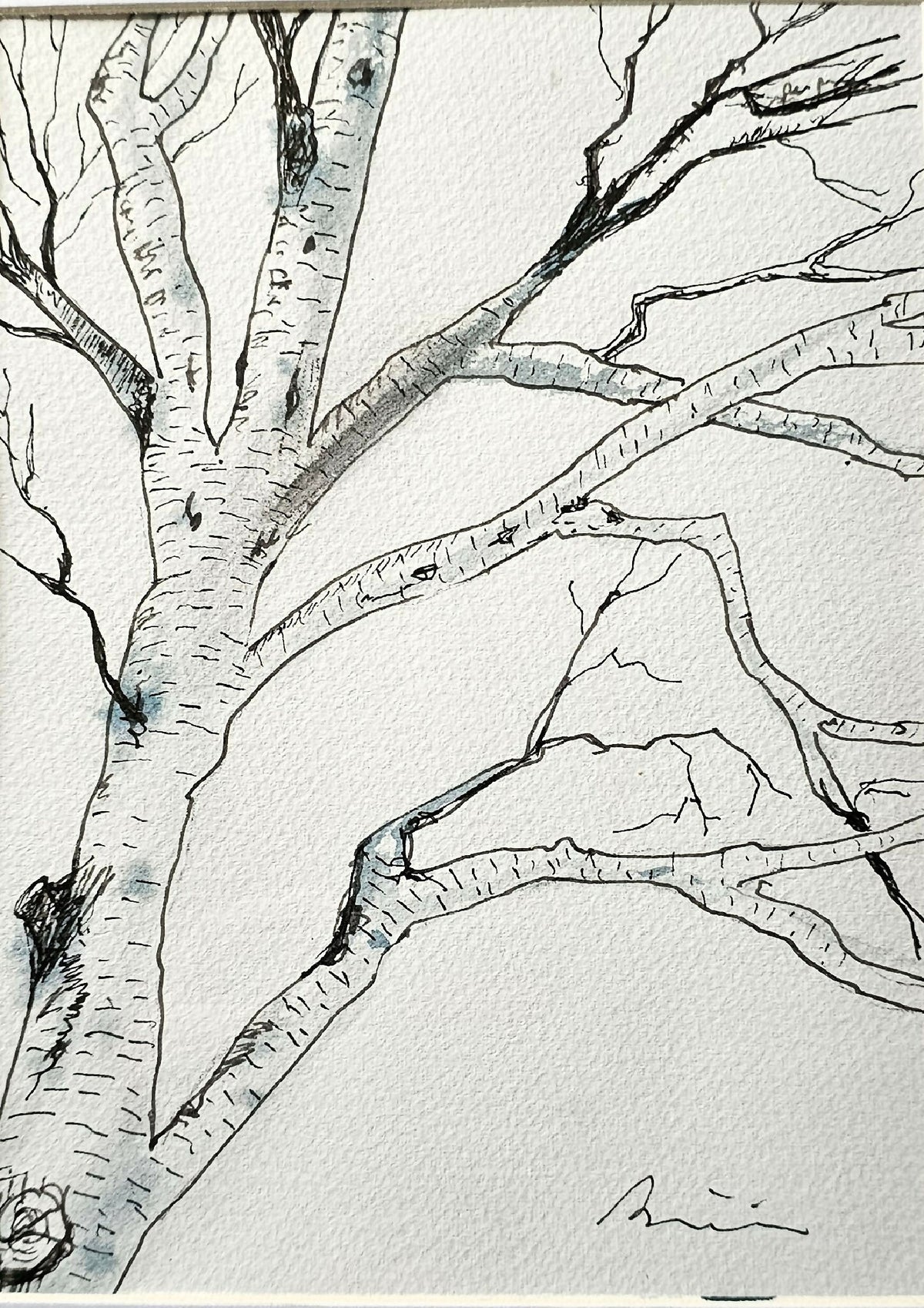 Dessin original de bouleau, branches et écorce en encre noire sur papier clair