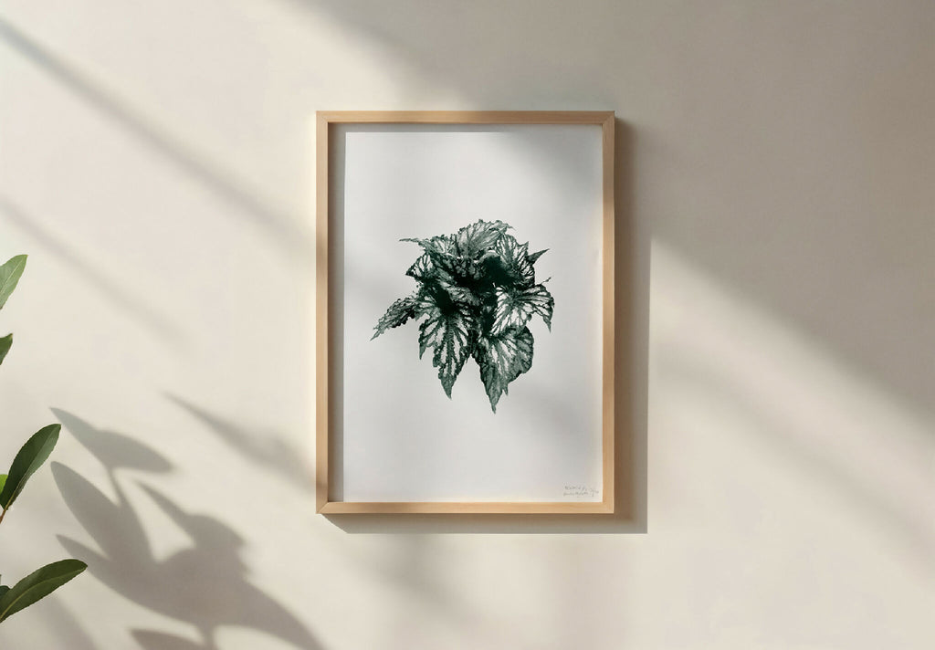 Affiche feuille bégonia encadrée, impression vert foncé sur fond clair