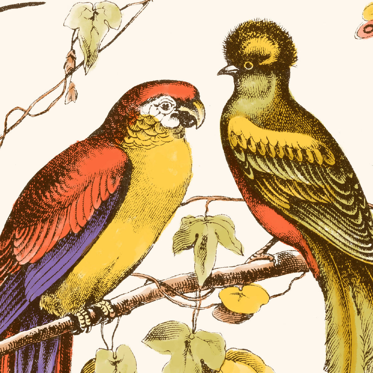 Affiche d’oiseaux exotiques : deux oiseaux sur branche, tons jaune et orange.