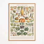 Affiche encadrée : planche botanique de légumes et plantes potagères en entier