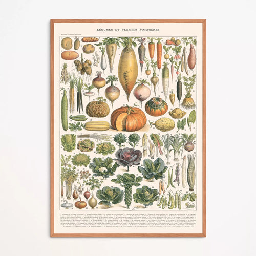 Affiche encadrée : planche botanique de légumes et plantes potagères en entier