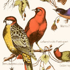 Affiche d’oiseaux exotiques : plusieurs oiseaux colorés sur branches, fond clair.