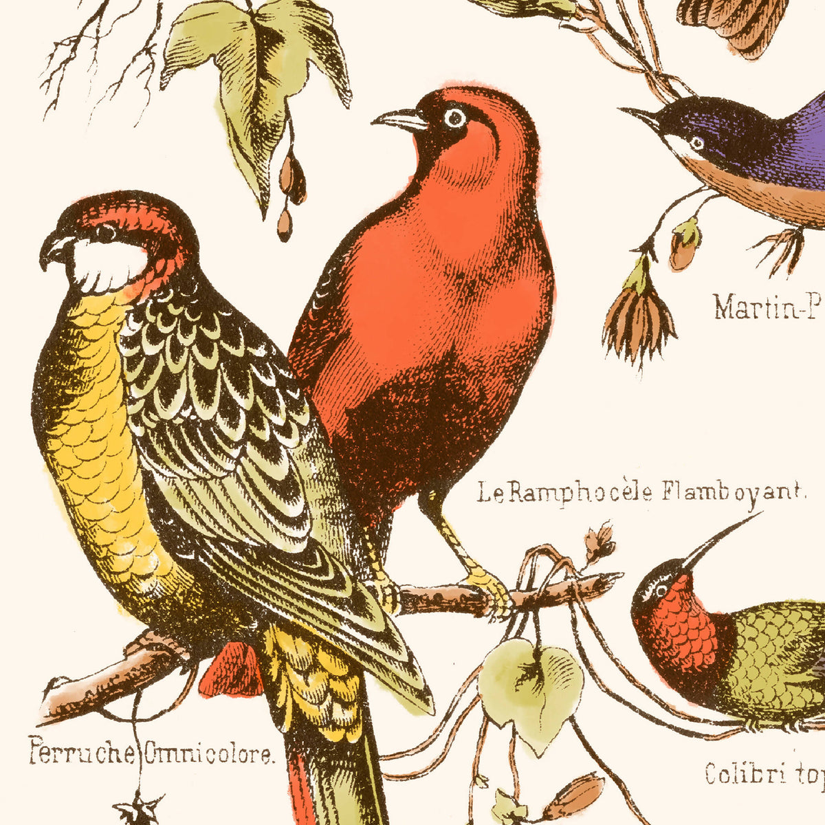 Affiche d’oiseaux exotiques : plusieurs oiseaux colorés sur branches, fond clair.