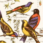 Affiche d’oiseaux exotiques : oiseaux aux tons violet, orange et jaune sur branches.