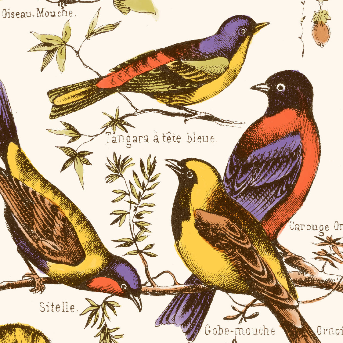 Affiche d’oiseaux exotiques : oiseaux aux tons violet, orange et jaune sur branches.