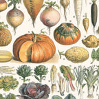 Affiche encadrée, gros plan de courges, bulbes et racines botaniques avec étiquettes