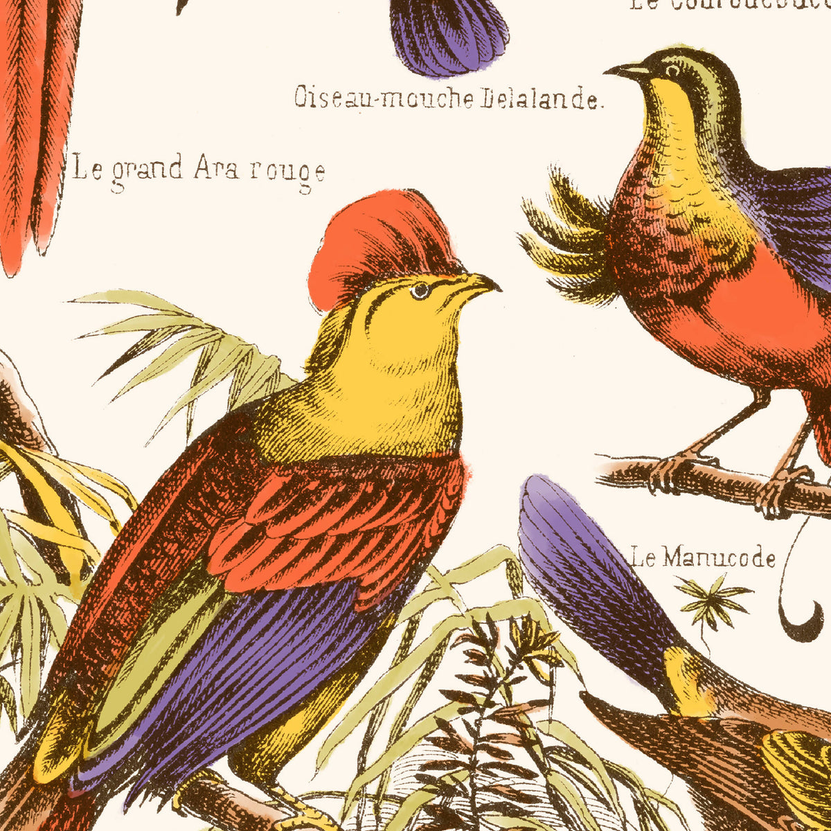 Affiche d’oiseaux exotiques : grands oiseaux jaunes et rouges sur branches feuillues.