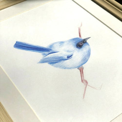 Illustration d’un oiseau bleu sur fond blanc, vue rapprochée