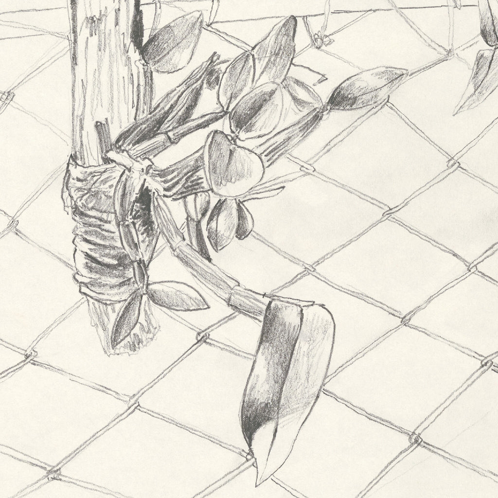 Gros plan du tirage d’art : orchidée au crayon sur treillis, traits noirs et gris.