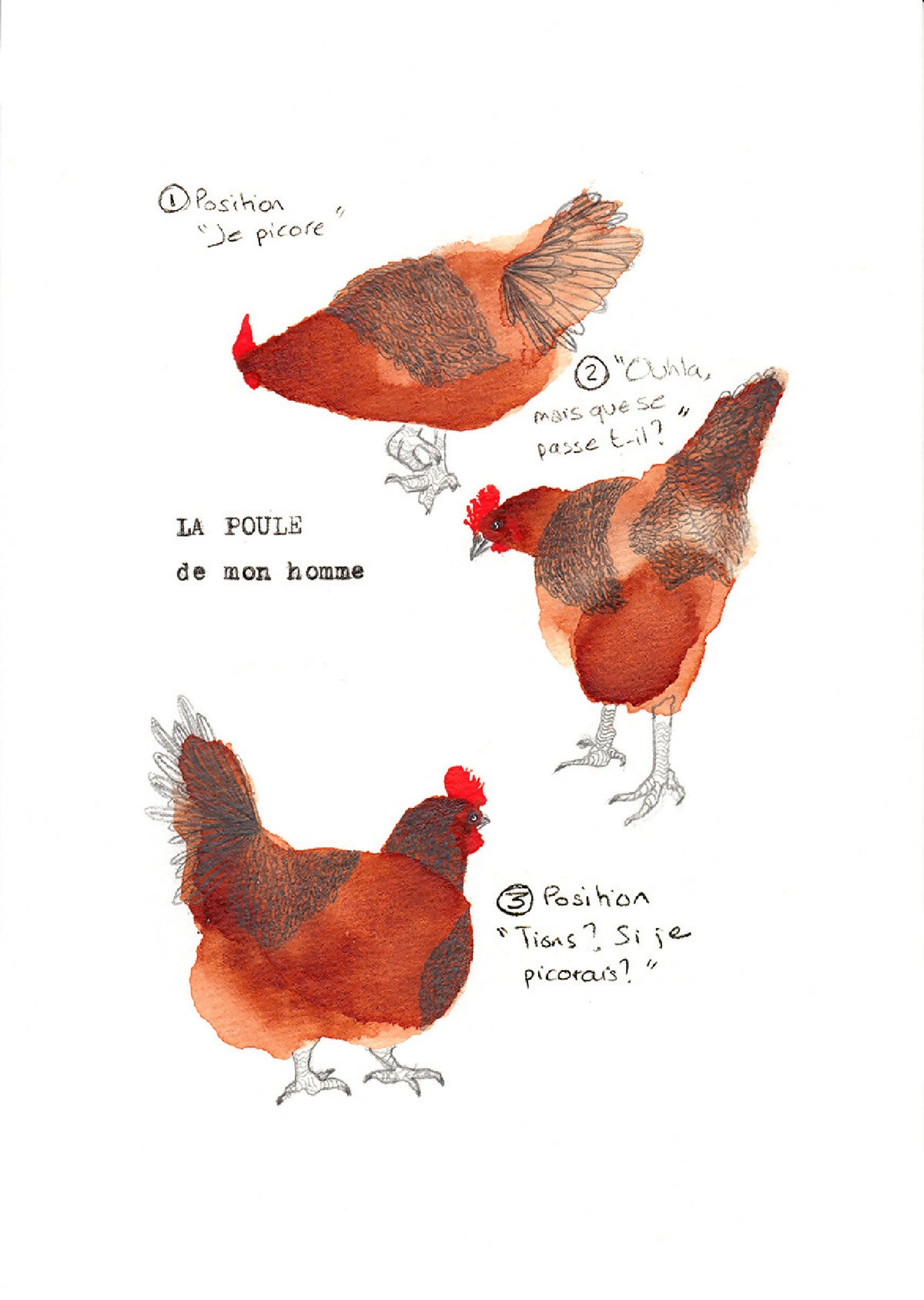 Illustration de poules orange, avec notes manuscrites et légendes