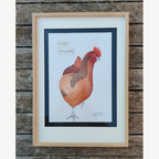 Affiche encadrée d’une poule rouge et grise sur fond clair