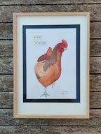 Illustration encadrée d’une poule rouge et grise, sur fond clair.