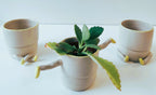 Ensemble de pots figuratifs en céramique blanche avec plante verte au centre