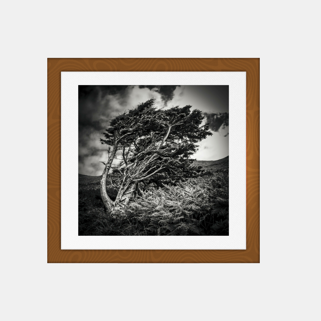 Photographie carrée encadrée, arbre seul au vent en noir et blanc