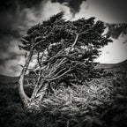 Photographie encadrée: arbre au vent noir et blanc
