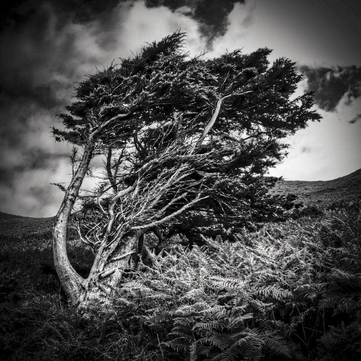 Photographie encadrée: arbre au vent noir et blanc