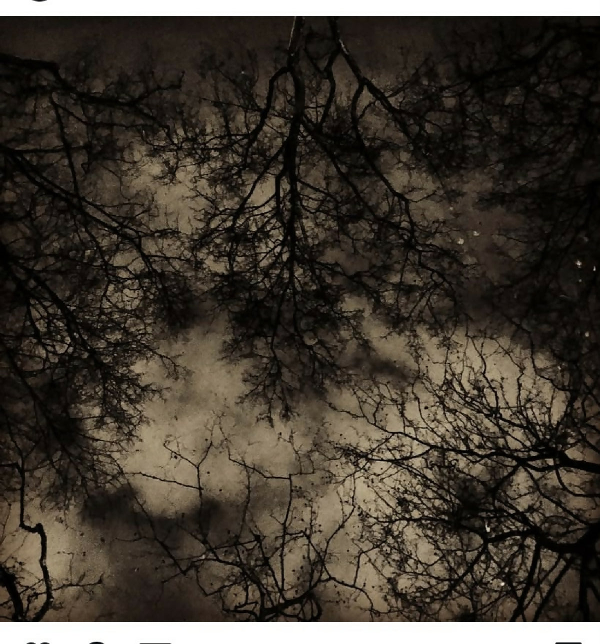 Photographie nature : branches dénudées et ciel nuageux sombre