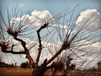 Photographie nature : branches d’arbre dénudées sur ciel bleu et nuages