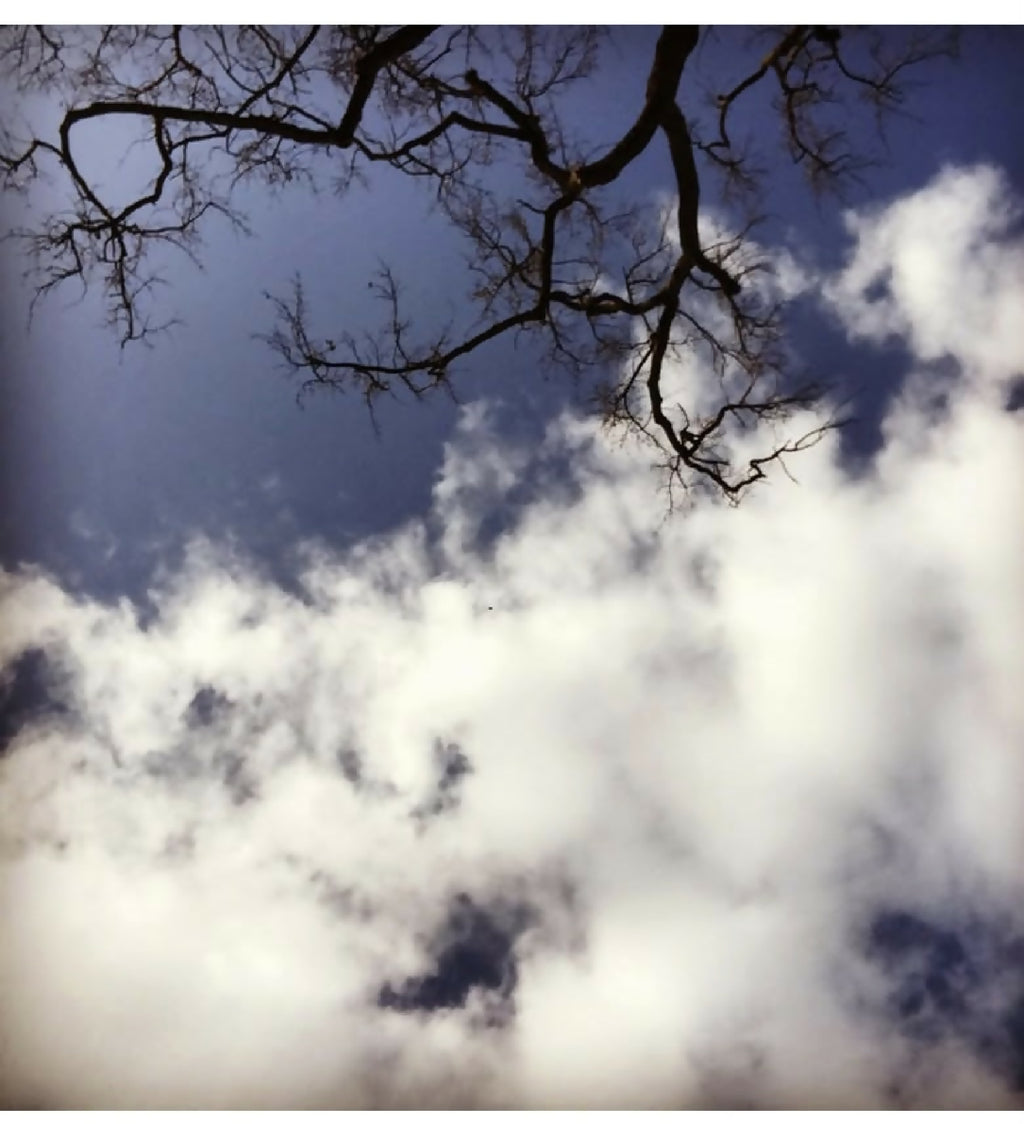 Photographie nature : branches dénudées sur ciel bleu et nuages blancs