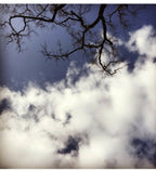 Photographie nature : branches dénudées sur ciel bleu et nuages blancs