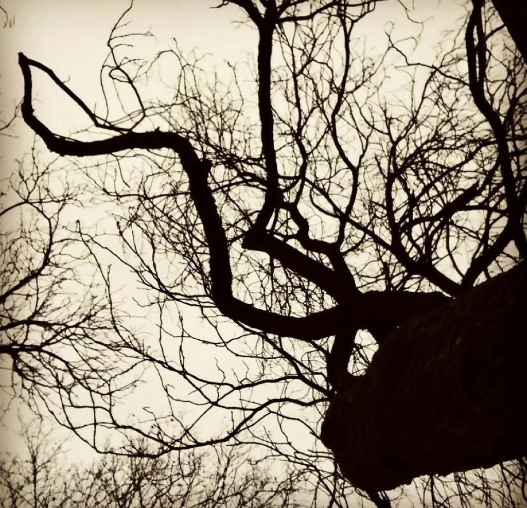 Photographie nature : branches d’arbre en silhouette sur ciel clair et nuageux