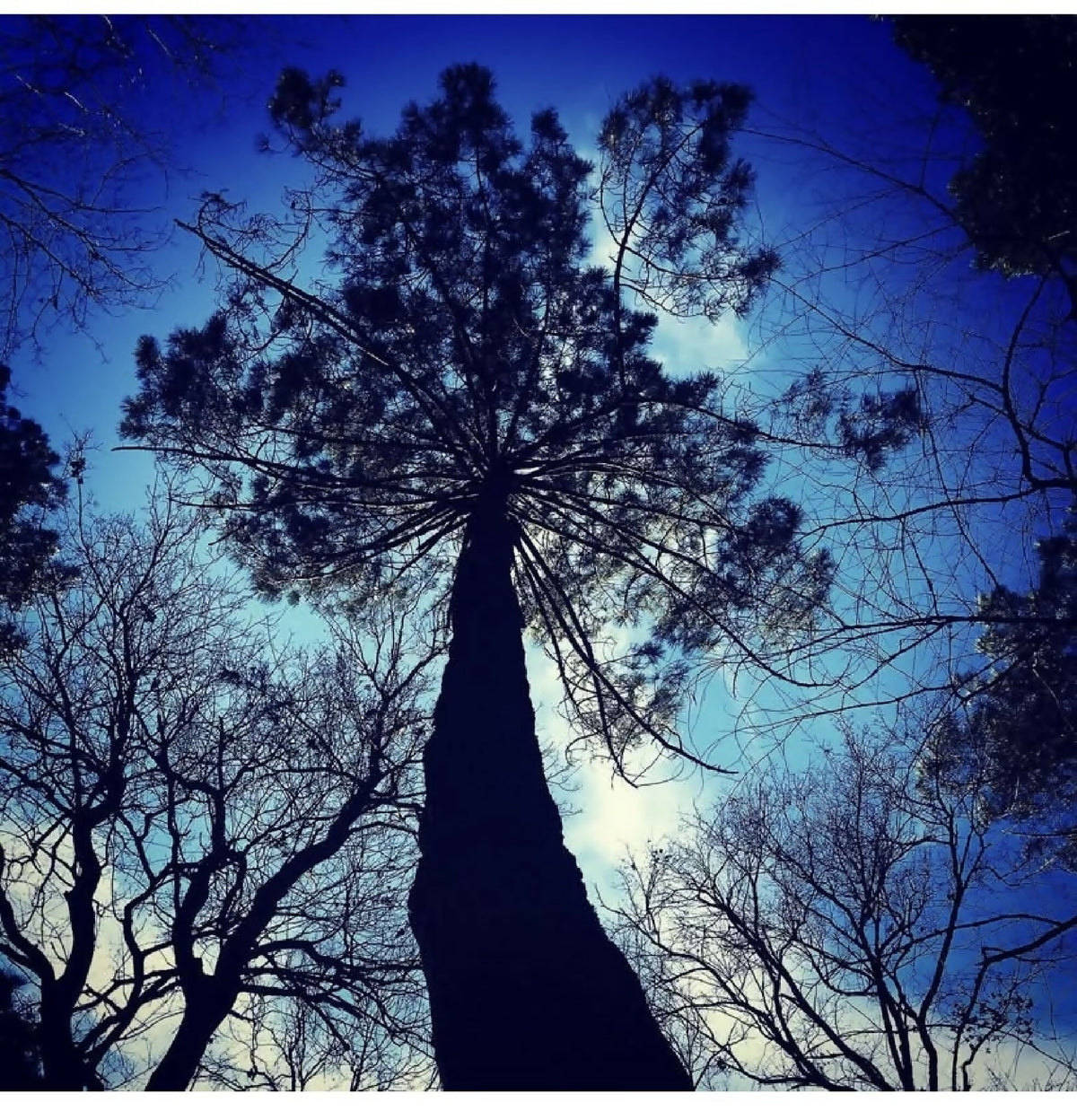 Photographie nature : grands arbres silhouettés vers le ciel bleu