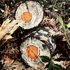 Photographie nature : tranches de bois avec cernes orangés et feuilles au sol