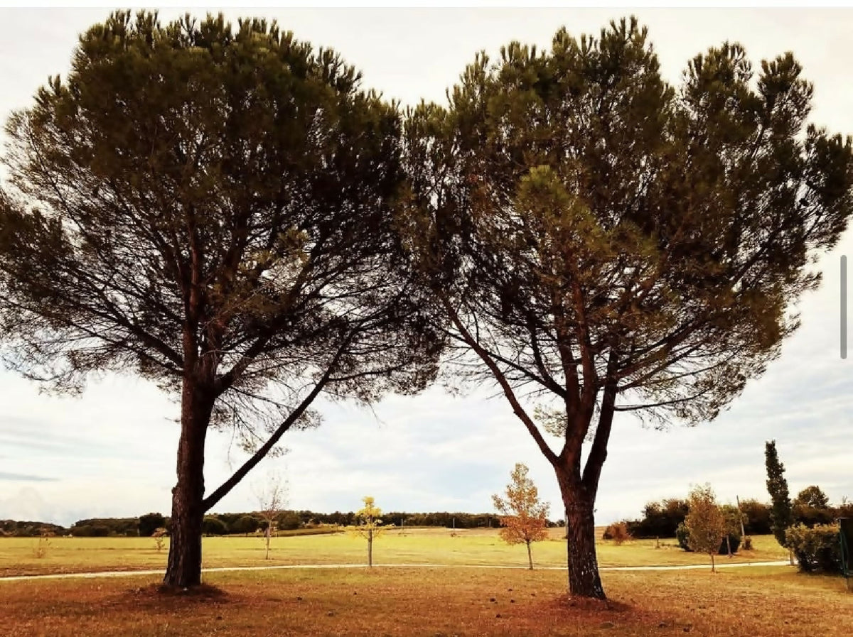 Photographie nature : deux grands arbres dans un champ, ciel couvert