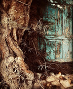 Livre de photographies : arbre aux racines noueuses à gauche, façade bleue abîmée à droite.