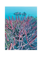 Impression photo rectangulaire d’arbustes marins, branches roses et bleues