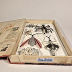 Livre de sculptures sur les insectes, vue en boîte ouverte avec insectes fixés
